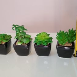 Artificial Succulents 