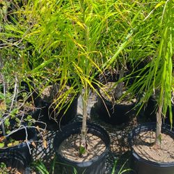Palmas Cocoplumosa 3gallon 3ft Tall 