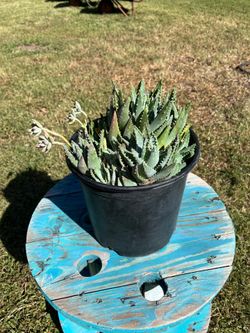 Aloe Brevifolia 3gal.