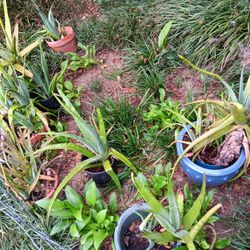 Dragon Fruit , Crepe Myrtles, Aloe Plants and More