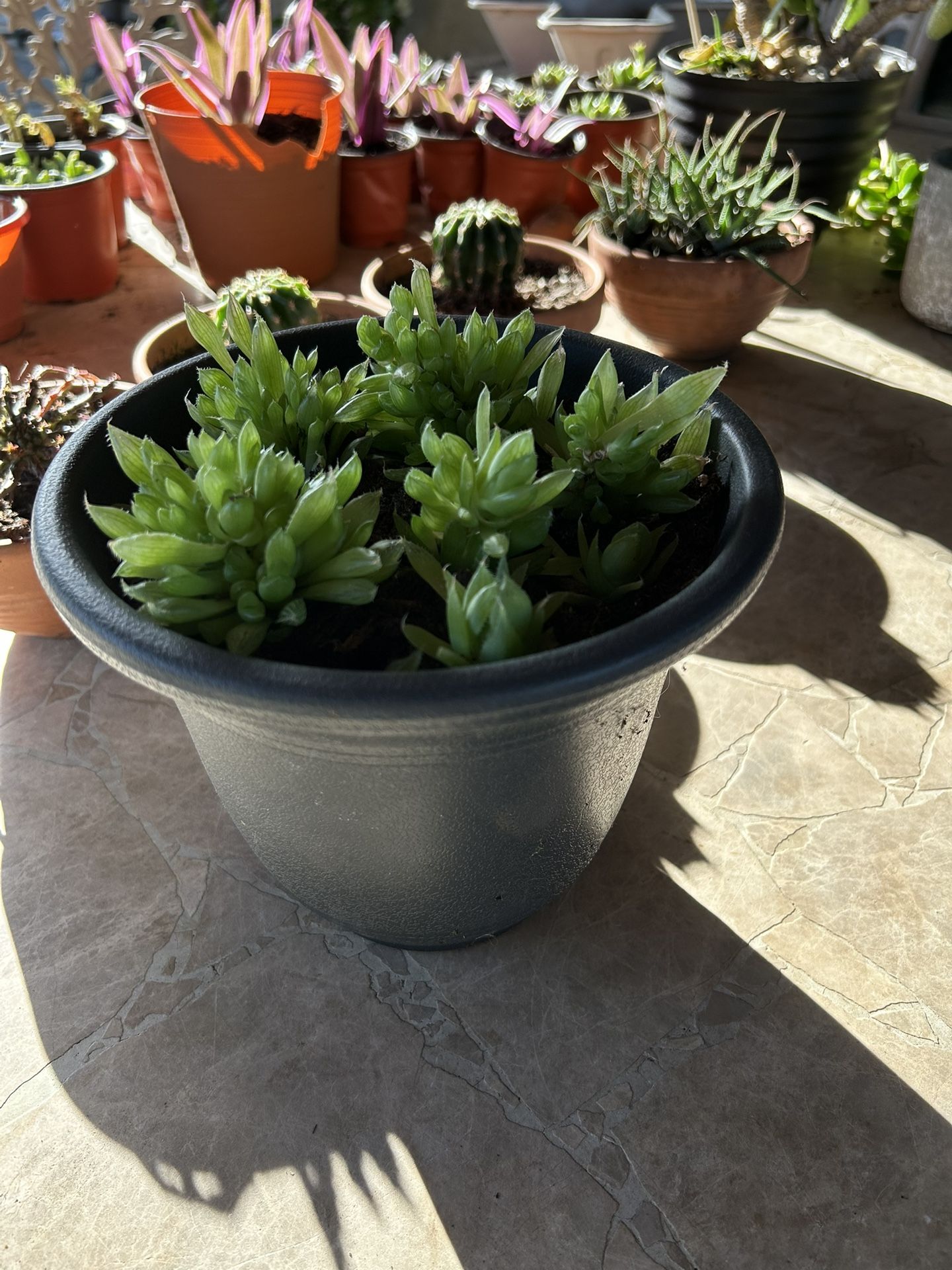 Succulent Plant