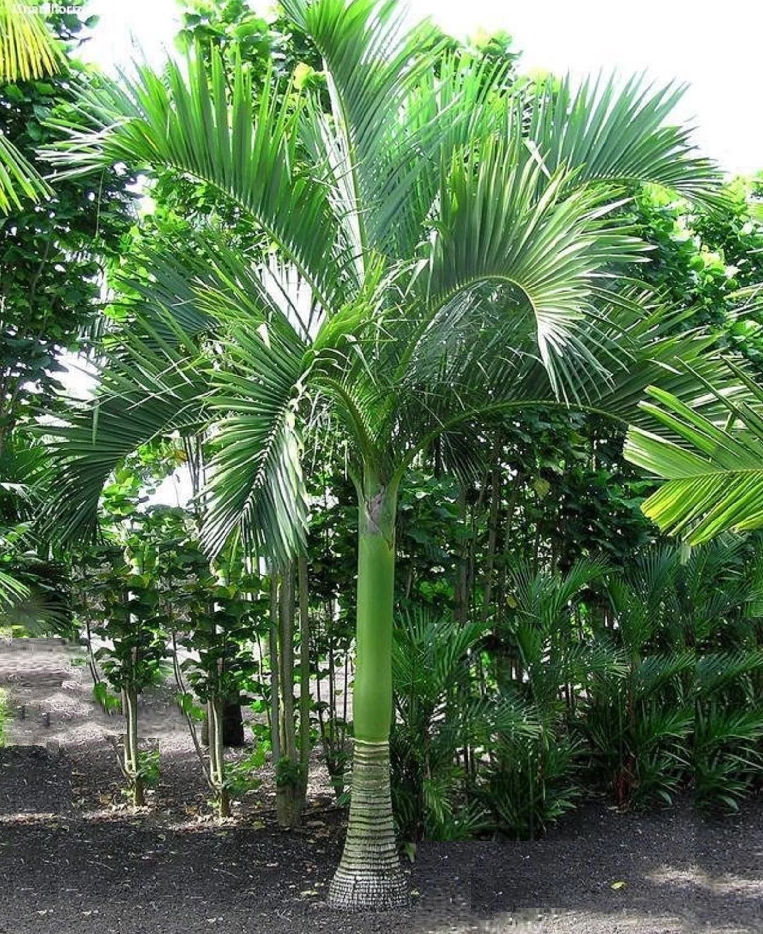 Carpoxylon macrospermum palm tree
