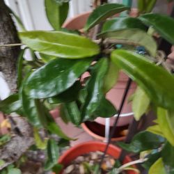 Hoya Carnosa Plant