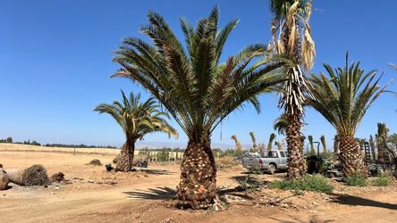 Palm trees