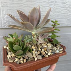 Succulents combined pot