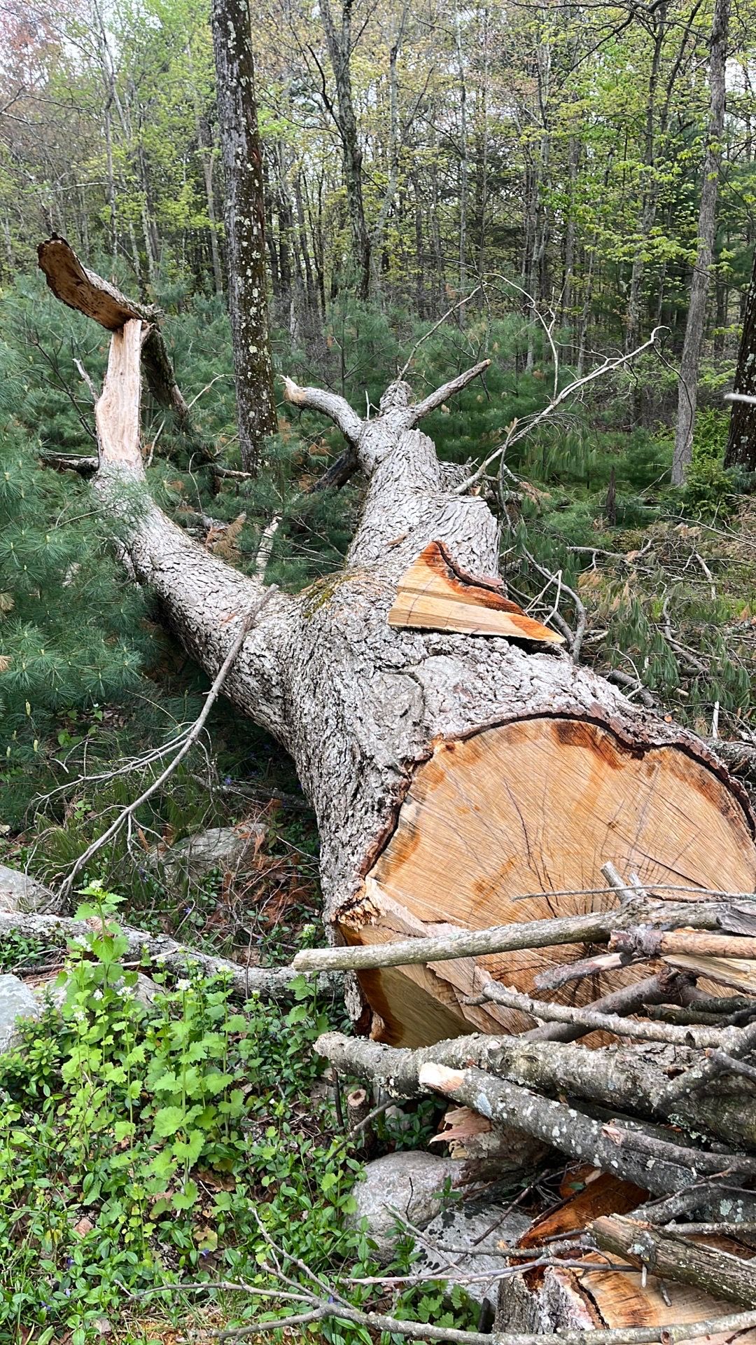 Free wood