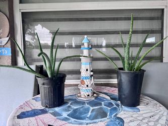 ORGANIC ALOE PLANT 17” H $5 EACH