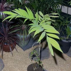 LIVE - Chamaedorea Microspadix Very Cold Hardy 18F. Shady Tolerant Palm tree