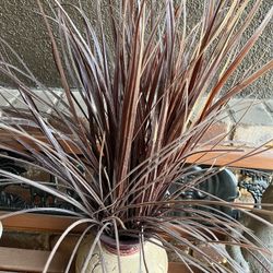 Artificial Reed Plant In Nice Pot Approximately 15” Tall