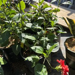 Red Hibiscus 