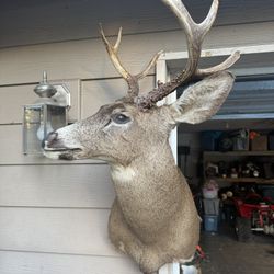 Blacktail Deer Mount 