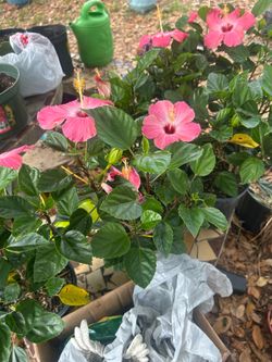 Beautiful and Healthy Hibiscus