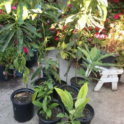 Avocado Plant