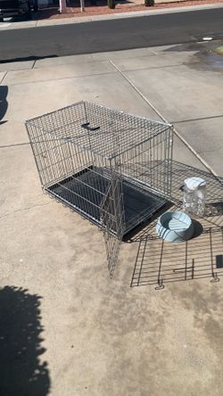 Dog create