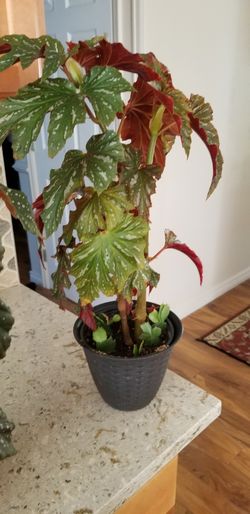 Angel Wing Begonia Benigo Pink Live Houseplant Pink Flowers Natural Home Decor Foliage Plants Colorful Plants