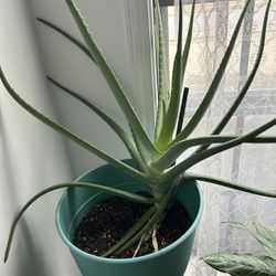 Aloe Plant