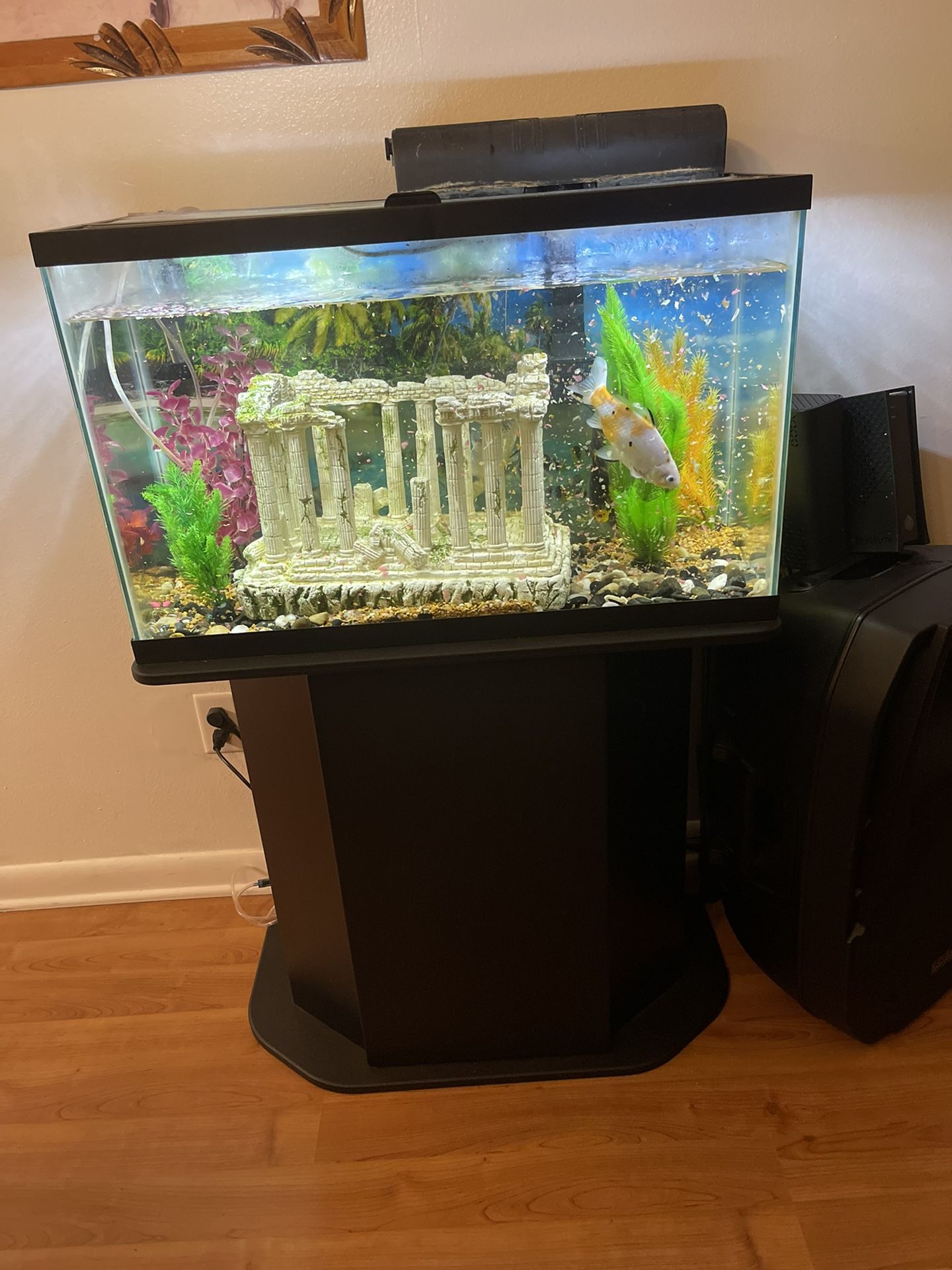 Fish Tank 