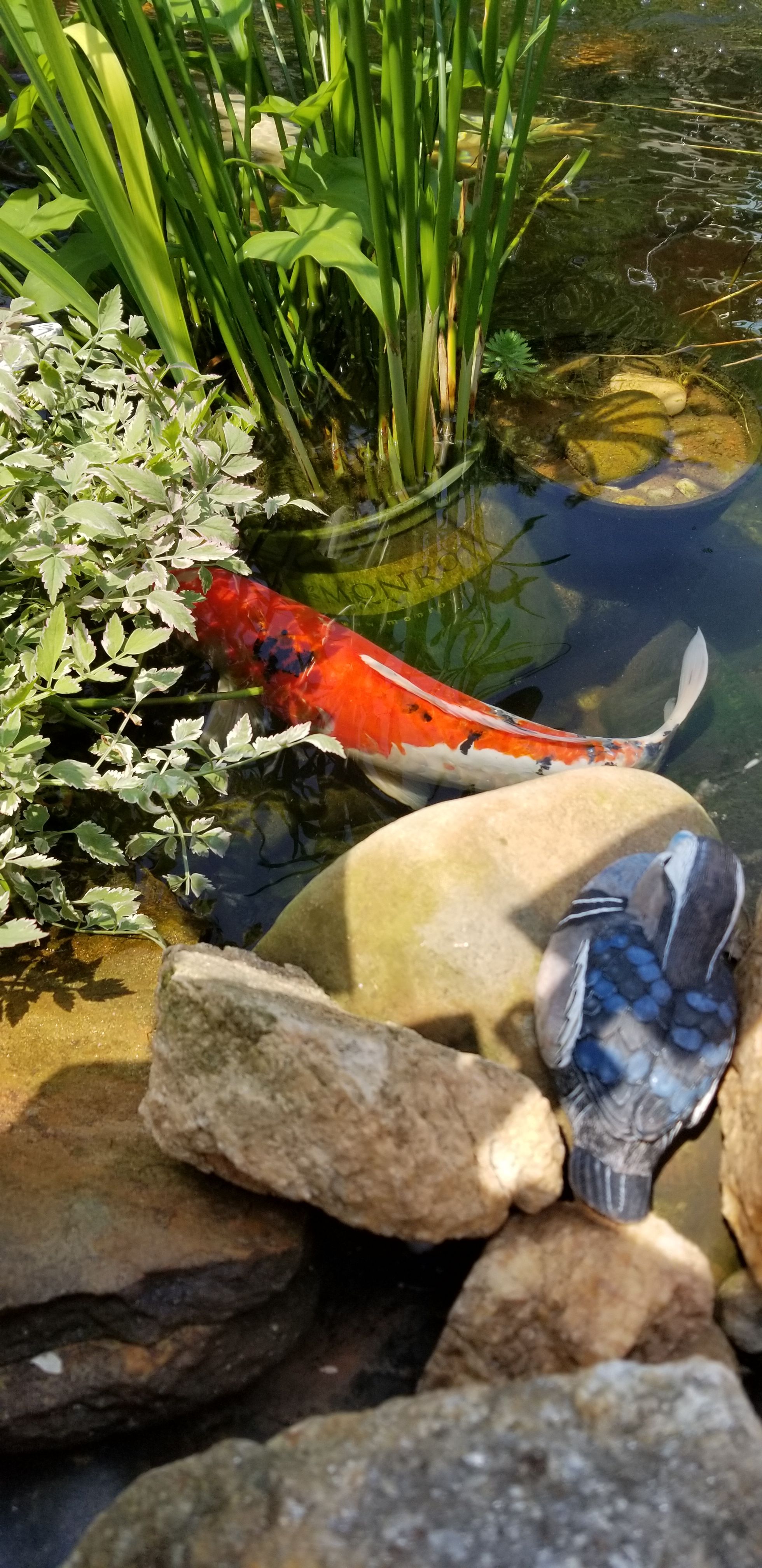 Koi pond UV light 65 watt for Sale in Lawrenceville, GA OfferUp