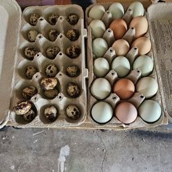 Quail  & Chicken Eggs 