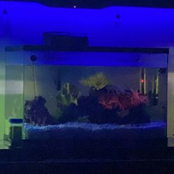 Fish Tank