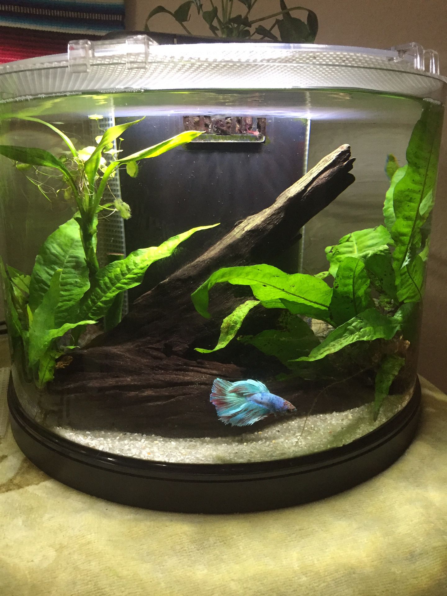 3.5 gallon fish tank with plants