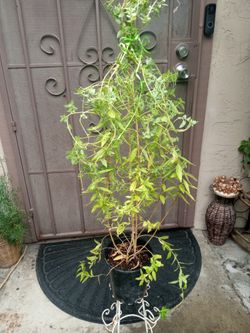 árbol de cedron
