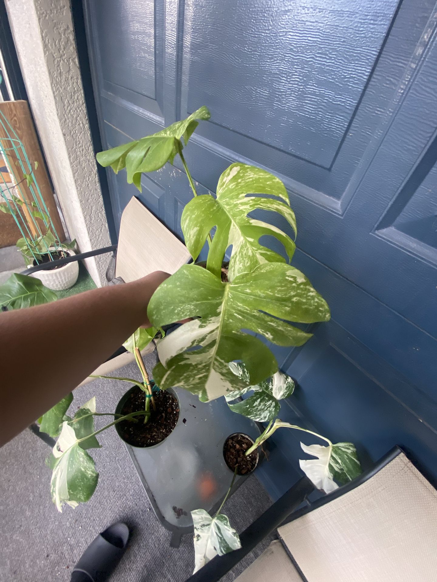 Monstera Albo White Tiger