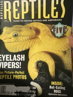Reptiles magazine- viper.