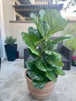 Fiddle Leaf Fig Tree