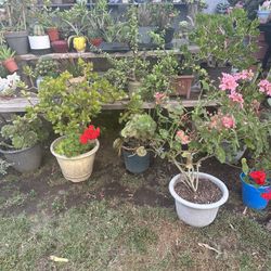Geranium And More  Sale Today 