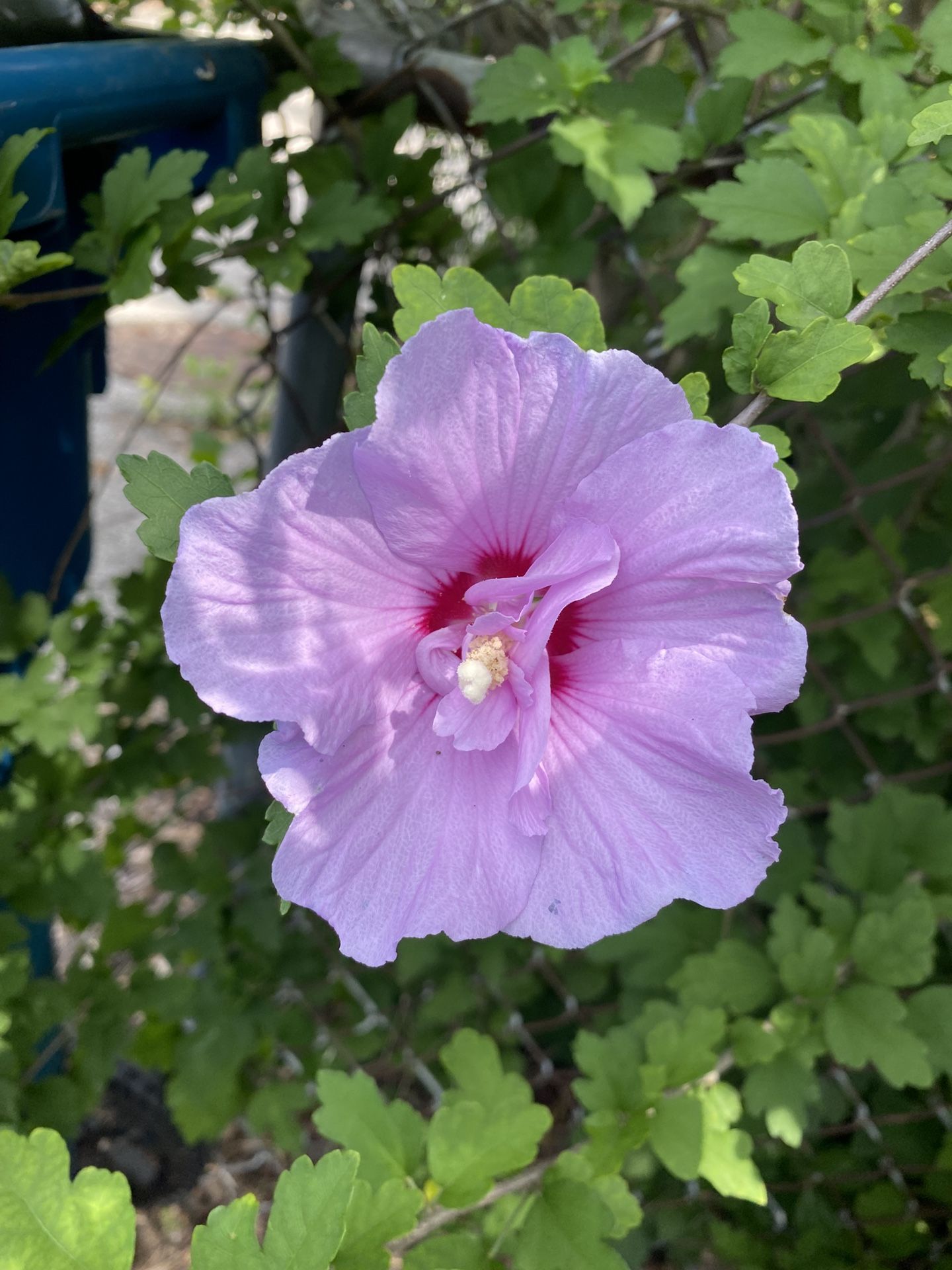 Purple Rose Of Sharon Plant