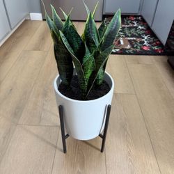 Faux snake plant decor 