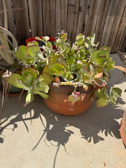 plant