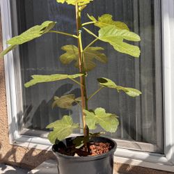 Champagne Fig Plant