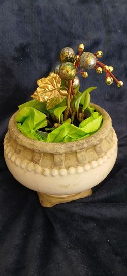 Wedding Gift-Indoor Plant in Beautiful Rustic Vase & Elegant  Decoration