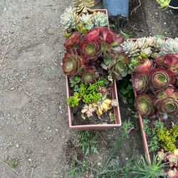 Succulent plants