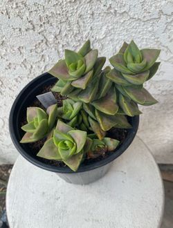 1 Gallon Pot Succulent Plant - Crassula Lactea Aiton - Krysna Crassula - Rooted & Established - Drought Resistant - 🪴