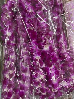 Graduation leis