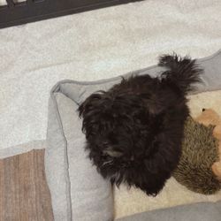 Shih Poo Pup 