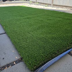Turf Grass