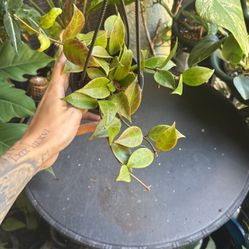 Hoya Sunrise Plant 