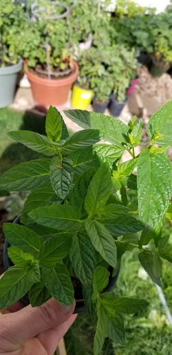 organic mint plant