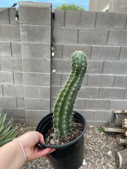 Rooted Cactus - Prices in description