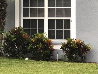 3 Large Croton Plants $60