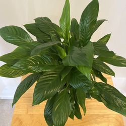 Spathiphyllum Houses Plant. Sammamish, Beaver Lake 