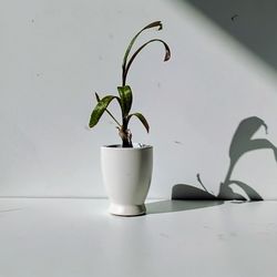 Rare Leopard Peace Lily plant/ Indoor Plant/ House Plant/ Flower Patio Garden 