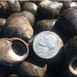 Periwinkle Snails Thumbnail