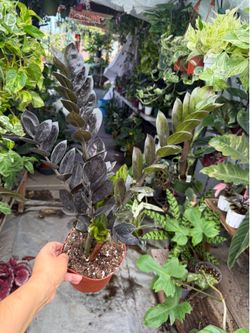 6” black Raven Zz plant