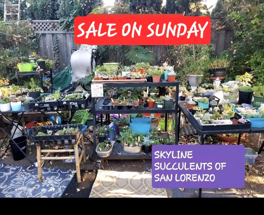 PLANT SALE TODAY SUNDAY IN SAN LORENZO  STARTS AT 1PM TO 5PM