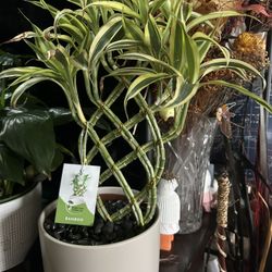 $39 Each Beautiful Plant 